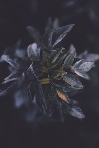 Preview wallpaper leaves, macro, plant, branch