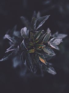 Preview wallpaper leaves, macro, plant, branch