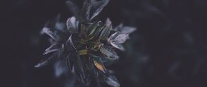 Preview wallpaper leaves, macro, plant, branch