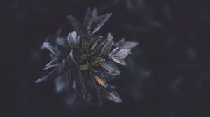 Preview wallpaper leaves, macro, plant, branch
