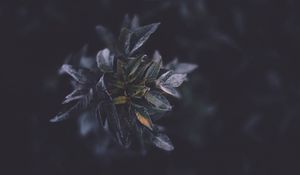 Preview wallpaper leaves, macro, plant, branch