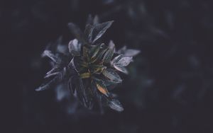 Preview wallpaper leaves, macro, plant, branch