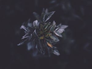 Preview wallpaper leaves, macro, plant, branch