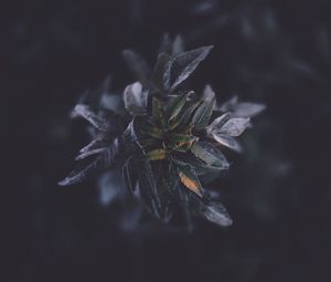 Preview wallpaper leaves, macro, plant, branch