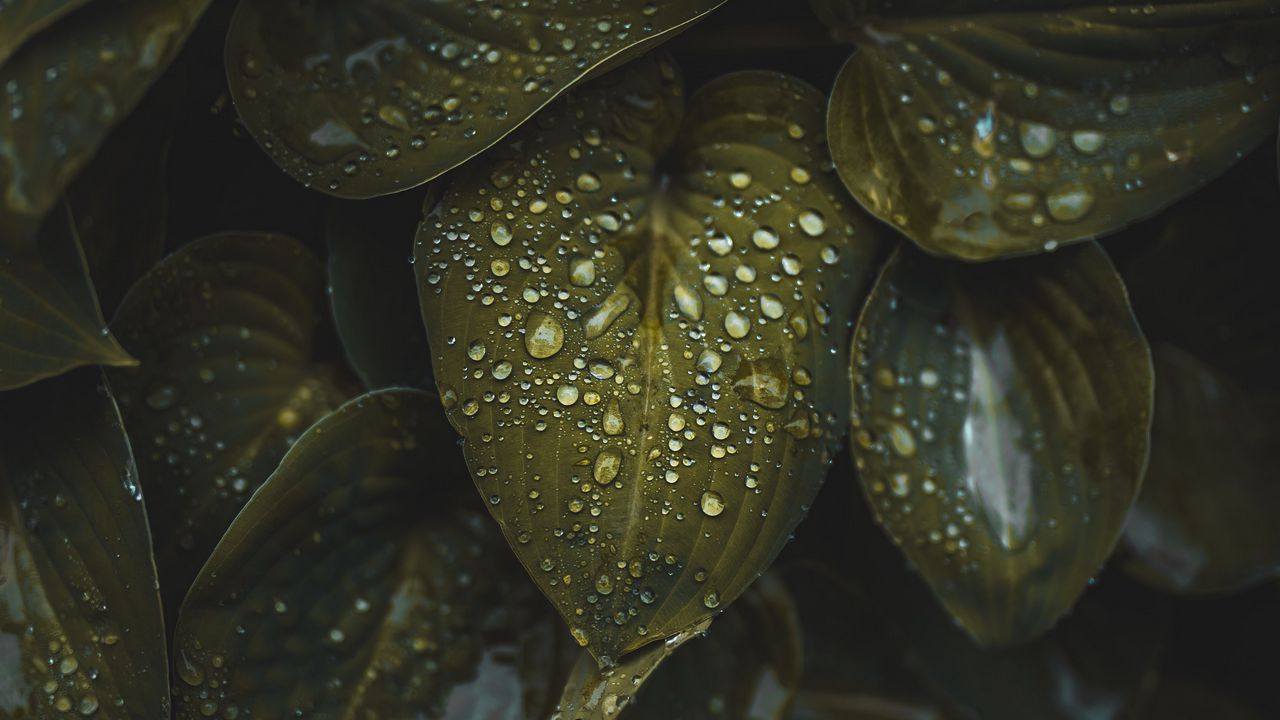 Wallpaper leaves, macro, plant, drops, water