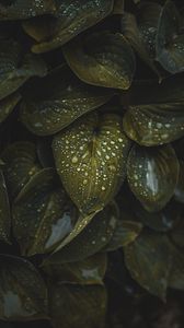 Preview wallpaper leaves, macro, plant, drops, water