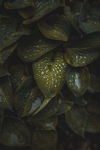 Preview wallpaper leaves, macro, plant, drops, water