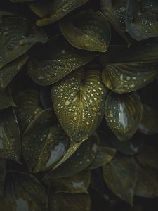 Preview wallpaper leaves, macro, plant, drops, water