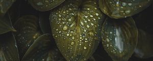 Preview wallpaper leaves, macro, plant, drops, water