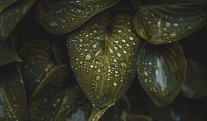 Preview wallpaper leaves, macro, plant, drops, water