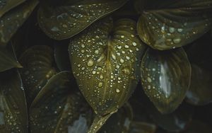 Preview wallpaper leaves, macro, plant, drops, water