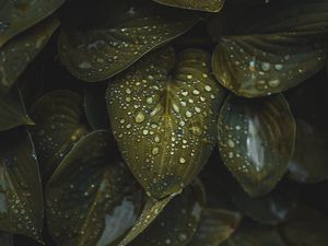 Preview wallpaper leaves, macro, plant, drops, water