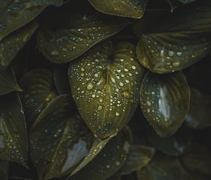 Preview wallpaper leaves, macro, plant, drops, water