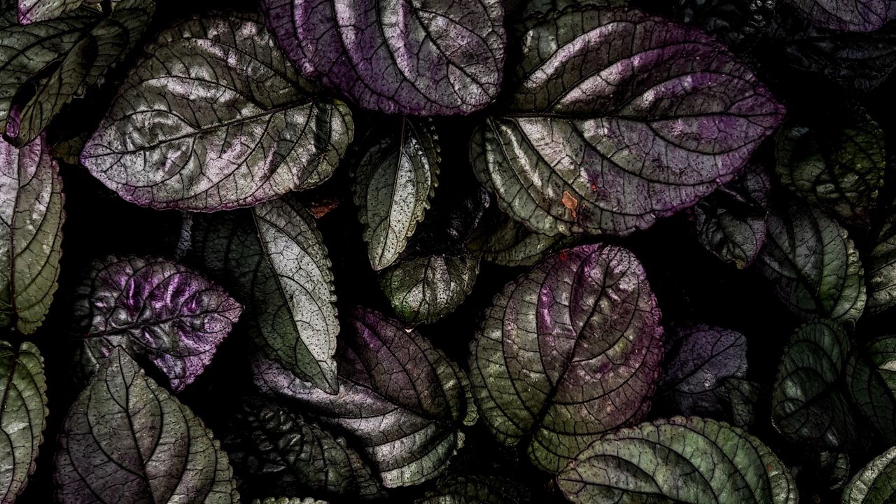 Wallpaper leaves, macro, plant, green, purple