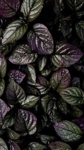Preview wallpaper leaves, macro, plant, green, purple