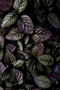 Preview wallpaper leaves, macro, plant, green, purple