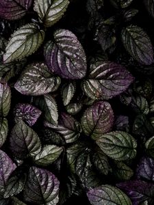 Preview wallpaper leaves, macro, plant, green, purple