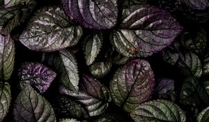 Preview wallpaper leaves, macro, plant, green, purple