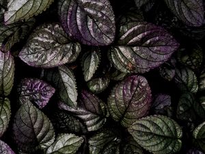 Preview wallpaper leaves, macro, plant, green, purple