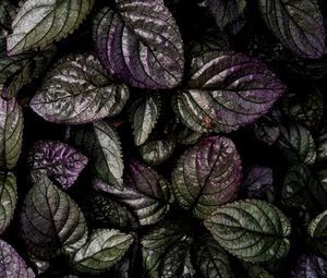 Preview wallpaper leaves, macro, plant, green, purple