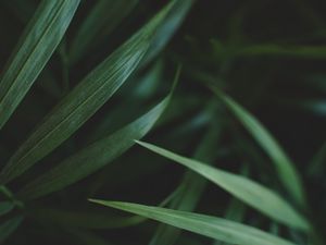 Preview wallpaper leaves, macro, plant, palm, green