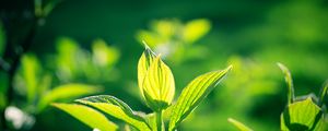 Preview wallpaper leaves, macro, plant