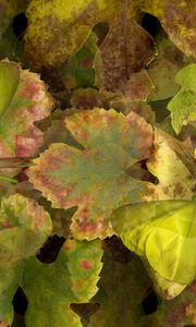 Preview wallpaper leaves, macro, plants, nature