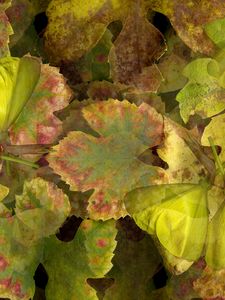 Preview wallpaper leaves, macro, plants, nature