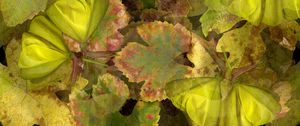 Preview wallpaper leaves, macro, plants, nature