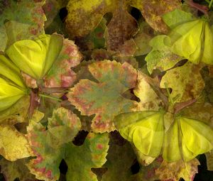 Preview wallpaper leaves, macro, plants, nature