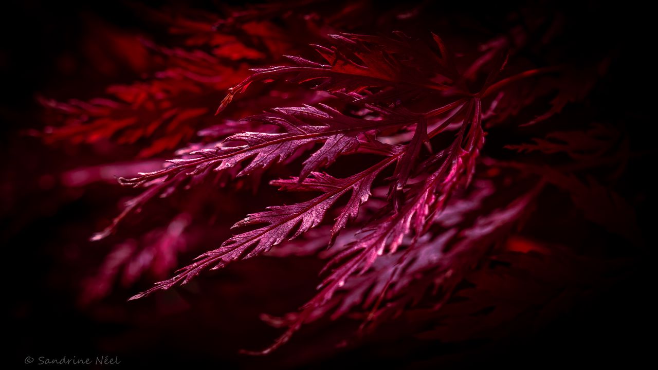 Wallpaper leaves, macro, red, plant