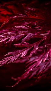 Preview wallpaper leaves, macro, red, plant