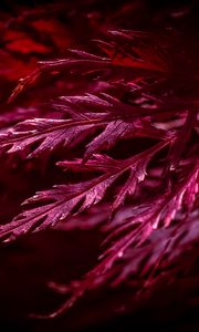 Preview wallpaper leaves, macro, red, plant
