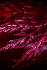 Preview wallpaper leaves, macro, red, plant
