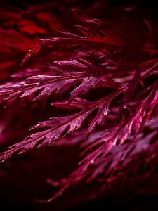 Preview wallpaper leaves, macro, red, plant