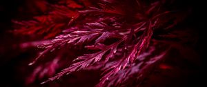 Preview wallpaper leaves, macro, red, plant