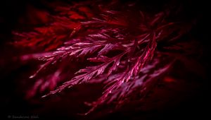 Preview wallpaper leaves, macro, red, plant