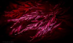 Preview wallpaper leaves, macro, red, plant