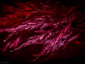 Preview wallpaper leaves, macro, red, plant