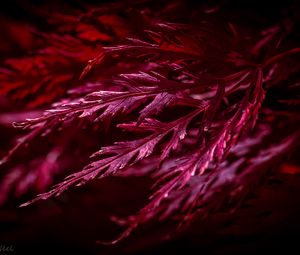 Preview wallpaper leaves, macro, red, plant