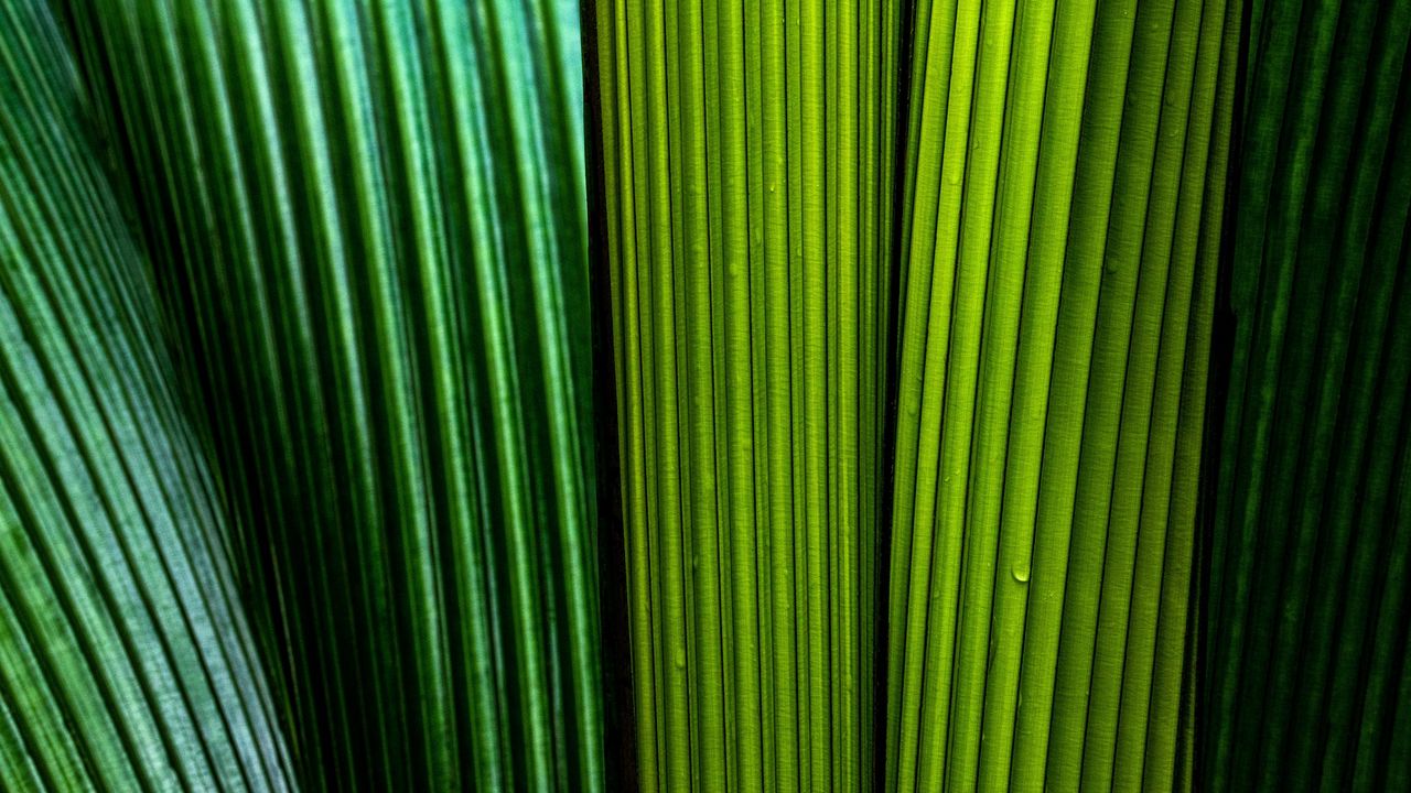 Wallpaper leaves, macro, stripes, lines, green