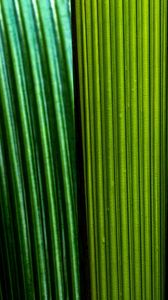 Preview wallpaper leaves, macro, stripes, lines, green