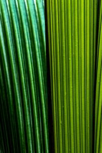 Preview wallpaper leaves, macro, stripes, lines, green