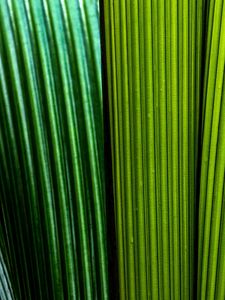 Preview wallpaper leaves, macro, stripes, lines, green