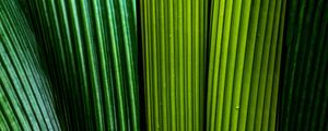 Preview wallpaper leaves, macro, stripes, lines, green