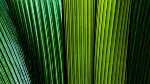 Preview wallpaper leaves, macro, stripes, lines, green