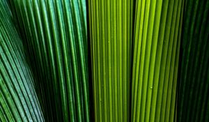 Preview wallpaper leaves, macro, stripes, lines, green