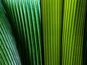 Preview wallpaper leaves, macro, stripes, lines, green