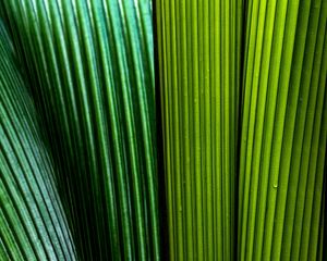 Preview wallpaper leaves, macro, stripes, lines, green