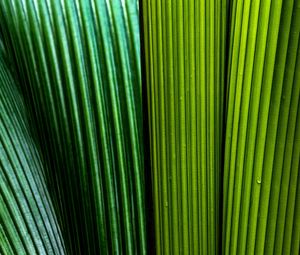 Preview wallpaper leaves, macro, stripes, lines, green